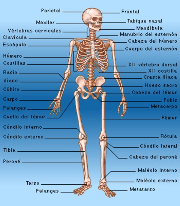 206 Huesos Del Cuerpo Humano Nombres Pdf Images And Photos Finder - Riset